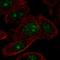 Zinc Finger Protein 692 antibody, HPA062792, Atlas Antibodies, Immunofluorescence image 