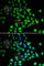 Poly(A)-Specific Ribonuclease antibody, A6941, ABclonal Technology, Immunofluorescence image 