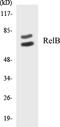 RELB Proto-Oncogene, NF-KB Subunit antibody, EKC1498, Boster Biological Technology, Western Blot image 