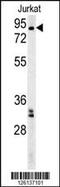 Gametogenetin Binding Protein 2 antibody, MBS9206354, MyBioSource, Western Blot image 