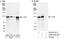 Cbl Proto-Oncogene antibody, A302-338A, Bethyl Labs, Immunoprecipitation image 