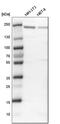 Polybromo 1 antibody, HPA015629, Atlas Antibodies, Western Blot image 