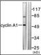 Cyclin A1 antibody, orb95580, Biorbyt, Western Blot image 