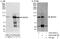 NEDD4 E3 Ubiquitin Protein Ligase antibody, A303-254A, Bethyl Labs, Western Blot image 