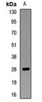 Homeobox protein CDX-1 antibody, LS-C667844, Lifespan Biosciences, Western Blot image 