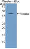 Natriuretic Peptide C antibody, LS-C293570, Lifespan Biosciences, Western Blot image 