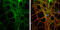 Protein kinase C and casein kinase substrate in neurons protein 1 antibody, GTX108567, GeneTex, Immunofluorescence image 