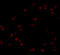Glucosamine-6-Phosphate Deaminase 1 antibody, 5049, ProSci Inc, Immunofluorescence image 