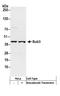 BUB3 Mitotic Checkpoint Protein antibody, A300-365A, Bethyl Labs, Western Blot image 