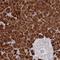 Phospholipase A2 Group IB antibody, NBP2-32569, Novus Biologicals, Immunohistochemistry frozen image 