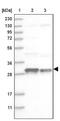 COP9 Signalosome Subunit 7B antibody, NBP2-38214, Novus Biologicals, Western Blot image 