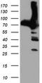 6-phosphofructokinase type C antibody, TA503979S, Origene, Western Blot image 