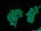 DnaJ Heat Shock Protein Family (Hsp40) Member C6 antibody, 21941-1-AP, Proteintech Group, Immunofluorescence image 
