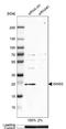 DNA replication complex GINS protein PSF2 antibody, NBP2-33825, Novus Biologicals, Western Blot image 