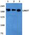 LIM Domain 7 antibody, PA5-75815, Invitrogen Antibodies, Western Blot image 