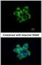 Fuzzy Planar Cell Polarity Protein antibody, PA5-31699, Invitrogen Antibodies, Immunofluorescence image 