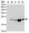 Dengue Virus prM antibody, PA5-34967, Invitrogen Antibodies, Western Blot image 
