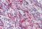 TGF beta antibody, NBP1-03276, Novus Biologicals, Immunohistochemistry frozen image 