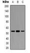 DDX19B antibody, LS-C368888, Lifespan Biosciences, Western Blot image 