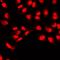 Id-3 antibody, LS-C667767, Lifespan Biosciences, Immunofluorescence image 