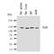 Minichromosome Maintenance Complex Component 2 antibody, orb76225, Biorbyt, Western Blot image 