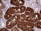 Aspartoacylase antibody, LS-C339556, Lifespan Biosciences, Immunohistochemistry paraffin image 