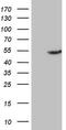 High Mobility Group 20A antibody, MA5-26834, Invitrogen Antibodies, Western Blot image 