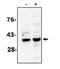 Caspase 7 antibody, AM05296PU-N, Origene, Western Blot image 