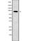 Programmed Cell Death 6 Interacting Protein antibody, abx217672, Abbexa, Western Blot image 