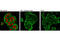 RB Transcriptional Corepressor 1 antibody, 8957S, Cell Signaling Technology, Immunofluorescence image 
