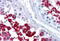 Y-Box Binding Protein 2 antibody, MBS244282, MyBioSource, Immunohistochemistry paraffin image 