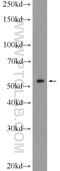 SYNE2 antibody, 25265-1-AP, Proteintech Group, Western Blot image 