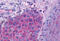OPN5 antibody, MBS247698, MyBioSource, Immunohistochemistry frozen image 
