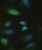 Stromelysin-2 antibody, A03759-1, Boster Biological Technology, Immunofluorescence image 