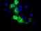 RalA Binding Protein 1 antibody, GTX83730, GeneTex, Immunocytochemistry image 