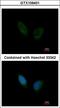 Phosphorylase Kinase Regulatory Subunit Alpha 1 antibody, LS-C186068, Lifespan Biosciences, Immunocytochemistry image 