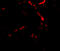 Syntaphilin antibody, A08882, Boster Biological Technology, Immunofluorescence image 