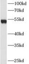 Desmin antibody, FNab02342, FineTest, Western Blot image 