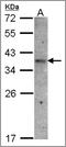 Olfactory receptor 51E1 antibody, AP23094PU-N, Origene, Western Blot image 
