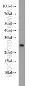 RAB11A, Member RAS Oncogene Family antibody, 15903-1-AP, Proteintech Group, Western Blot image 