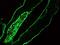 Keratin 1 antibody, MA1-06312, Invitrogen Antibodies, Immunofluorescence image 