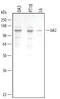 Janus Kinase 2 antibody, AF2988, R&D Systems, Western Blot image 