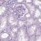 Pulmonary surfactant-associated protein D antibody, HPA056768, Atlas Antibodies, Immunohistochemistry paraffin image 
