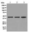 AlkB Homolog 1, Histone H2A Dioxygenase antibody, ab126596, Abcam, Western Blot image 