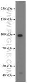 Phospholipase A2 Activating Protein antibody, 60244-1-Ig, Proteintech Group, Western Blot image 