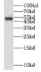 Small Nuclear Ribonucleoprotein U11/U12 Subunit 48 antibody, FNab08067, FineTest, Western Blot image 