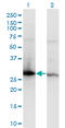 14-3-3 protein zeta/delta antibody, LS-C198450, Lifespan Biosciences, Western Blot image 