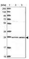 Amidohydrolase Domain Containing 2 antibody, PA5-59474, Invitrogen Antibodies, Western Blot image 