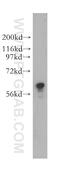 60 kDa SS-A/Ro ribonucleoprotein antibody, 12718-1-AP, Proteintech Group, Western Blot image 