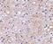 Leucine Rich Glioma Inactivated 1 antibody, PA5-20491, Invitrogen Antibodies, Immunohistochemistry frozen image 